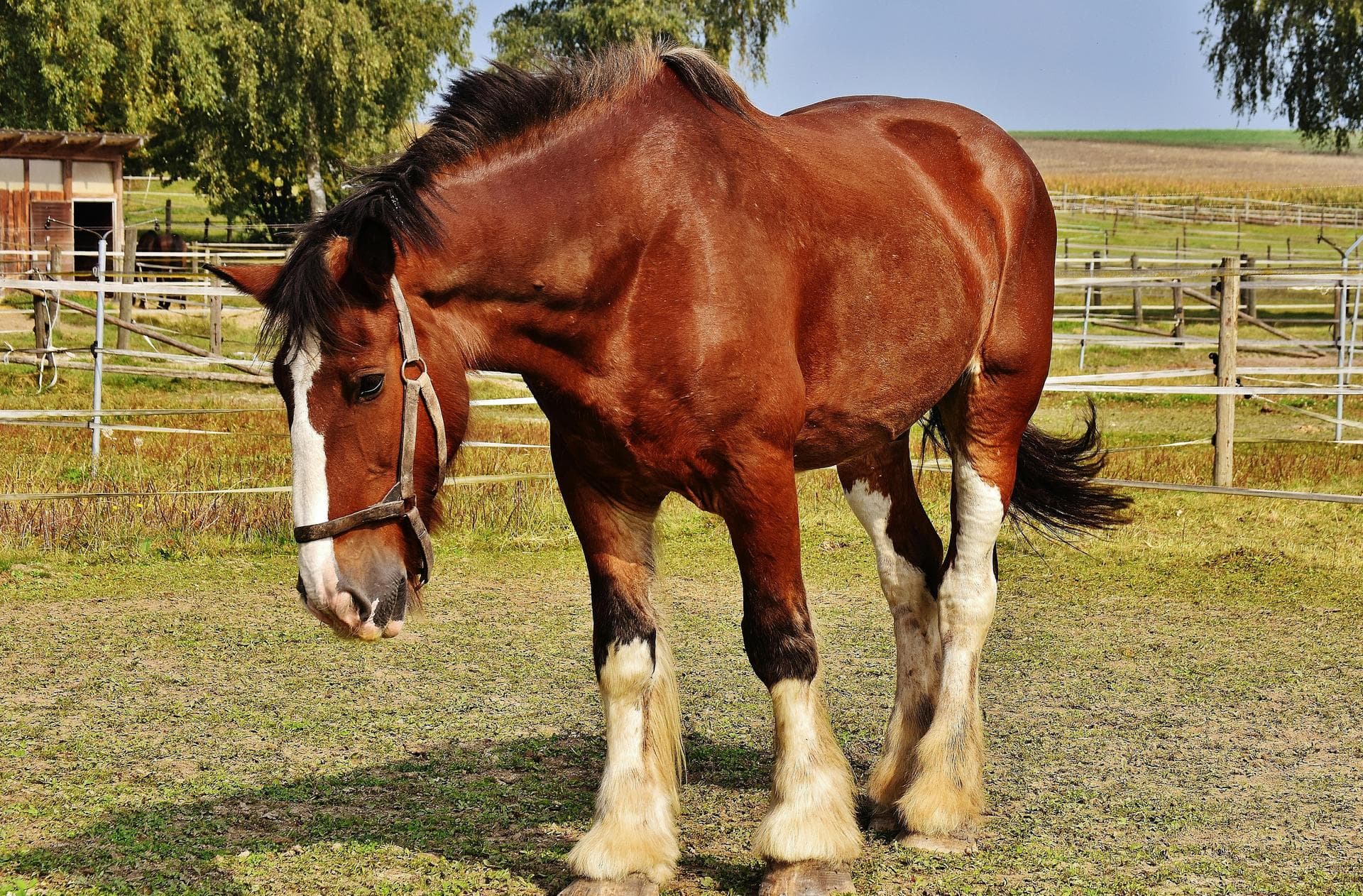 Farm & Large-Animal Vets near Syracuse