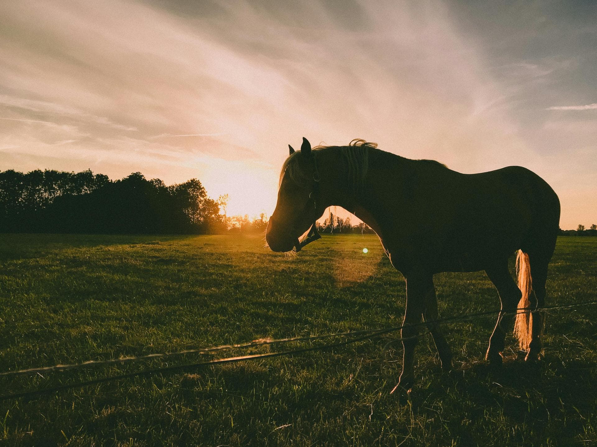 Farm & Large-Animal Vets near Syracuse